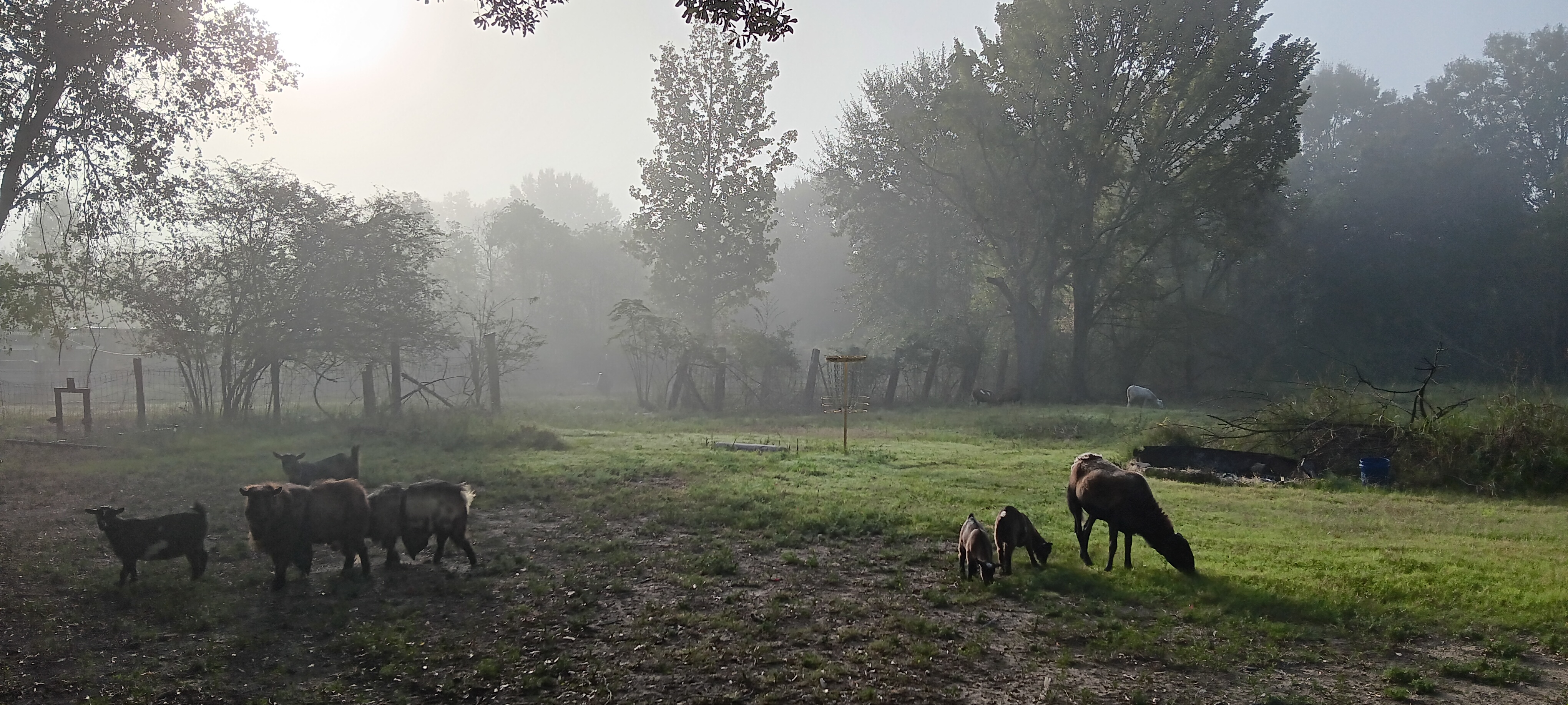 Foggy Morning