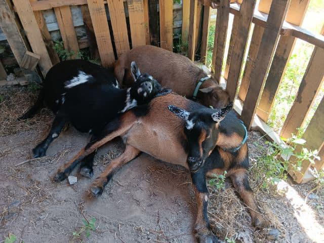 Chill Goats